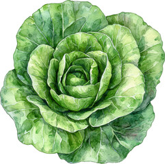 Obraz premium cabbage watercolor illustration art 