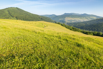 carpathian countryside landscape on a sunny summer morning. scenic view of grassy field and trees on the hill. scenery with watershed mountain ridge in the distance under blue sky. rural ukraine