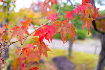 日本、大阪府、池田城跡公園、池田市、紅葉、黄葉、木造建築、庭園日本文化、歷史名勝、綠色、風景、青空、秋、写真素材	