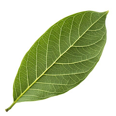 Obraz premium Custard apple leaf isolated on a transparent background