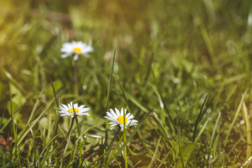 Daisies. Wildflowers on a sunny June day. Countryside landscape.