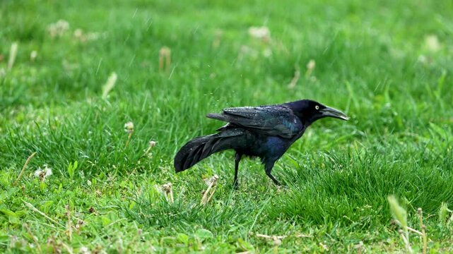 Common grackle walking to the grass during the rain as it searches for food.