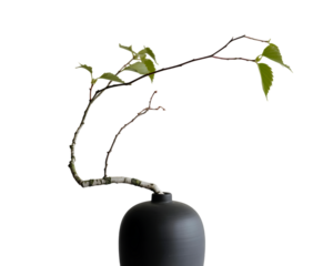 Elegant arrangement of birch branch with fresh green leaves in a dark vase against black