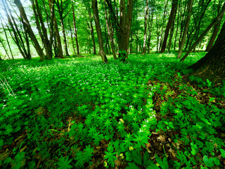 Przytulia wonna zwana również jako marzanka wonna (Galium odoratum) to roślina ciemnych lasów bukowychkwitnie w maju tworzy kwitnące łany które są surowcem zielarskim.