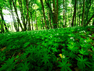 Przytulia wonna zwana również jako marzanka wonna (Galium odoratum) to roślina ciemnych lasów bukowychkwitnie w maju tworzy kwitnące łany które są surowcem zielarskim.
