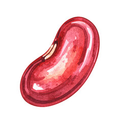 Detailed Illustration of a Single Red Kidney Bean Watercolor Painting with Vibrant Colors and Soft Textures