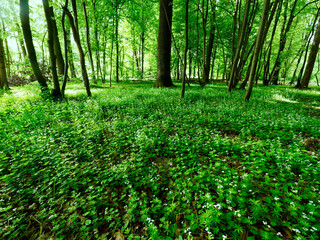 Przytulia wonna zwana również jako marzanka wonna (Galium odoratum) to roślina ciemnych lasów bukowychkwitnie w maju tworzy kwitnące łany które są surowcem zielarskim.