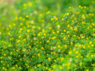 Obraz premium 春の公園や野原を彩るコメツブツメクサのある景色。野原の風景。フィルムカメラのような柔らかい雰囲気