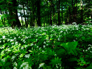Przytulia wonna zwana również jako marzanka wonna (Galium odoratum) to roślina ciemnych lasów bukowychkwitnie w maju tworzy kwitnące łany które są surowcem zielarskim.