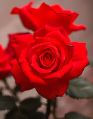 crimson rose backdrop, 8k. with white shades