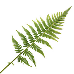 Edible fern stalk isolated on a transparent background