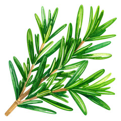 Obraz premium Fresh Green Rosemary Sprig with Detailed Texture, Ideal for Culinary, Aromatherapy, and Herbal Design Applications