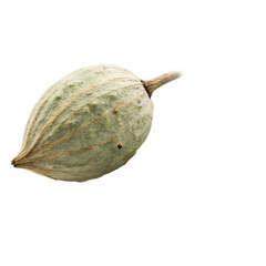 Eucalyptus pod isolated on a transparent background