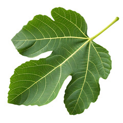 Fig leaf isolated on a transparent background