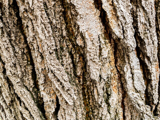 Dry tree bark texture as background