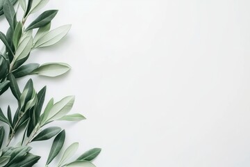 Olive Branch with Grey Green Leaves on White Background