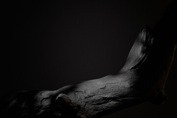 Aesthetic black tree branch in studio room on dark background. Abstract natural wood product placement for business and technology brand display showroom. 3d render.