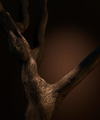 Aesthetic tree branch in studio room on dark background. Abstract natural wood product placement for fashion, beauty, cosmetic brand display showroom. 3d render.