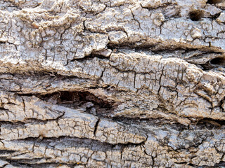 Dry tree bark texture as background