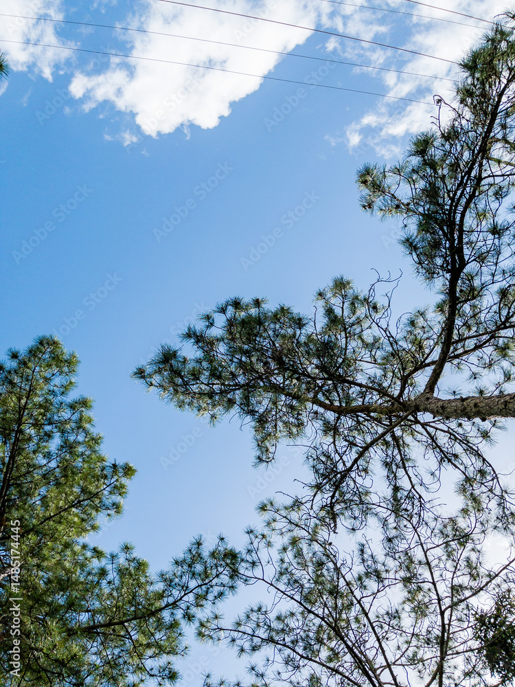 Poster bottom view of a trees in a forest