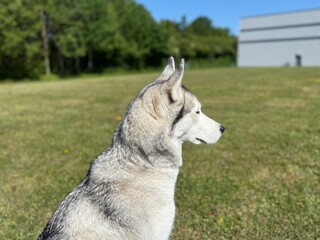 The side profile of a Siberian Husky on a Spring day.