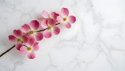 Close-up of vibrant pink dogwood flowers with delicate petals and golden centers, blooming gracefully on a brown branch against a soft, light grey marbled background, evoking a sense of calm and natur