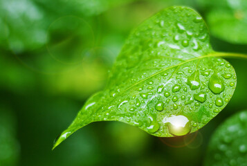 water drops on green leaf. Rain in rainforest leaves. Nature concept background