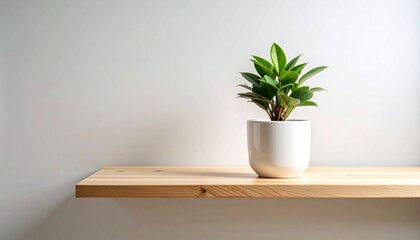 Elegant Small Plant in White Ceramic Pot on Wooden Shelf