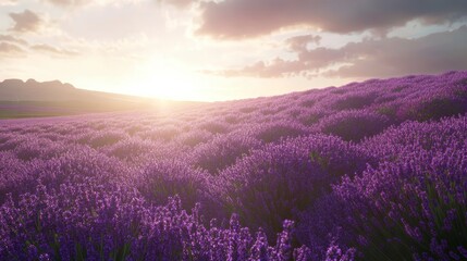 Sunset over a vast lavender field, showcasing vibrant purple flowers and a dramatic sky.