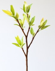 Fototapeta premium Artificial Green Plant Branch with Detailed Leaves on White Background