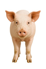 Fototapeta premium Front view of a pink pig