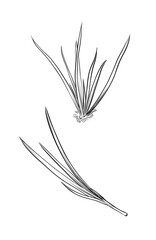 Coloring page green onion root vegetable line vector