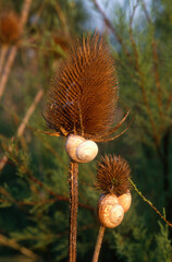 hélice de Pise, escargot des dunes, Theba pisana, Cardère sauvage, Dipsacus fullonum,