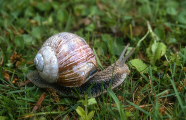 Escargot de Bourgogne; helix pomatia