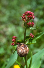 Escargot petit gris, Helix aspersa aspersa, Valériane officinale, Valeriana officinalis