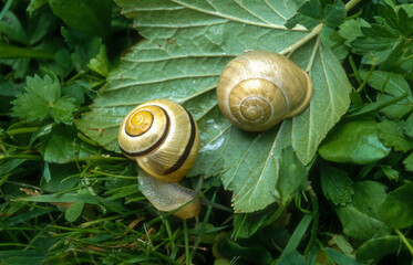Escargot des haies, Cepaea nemoralis