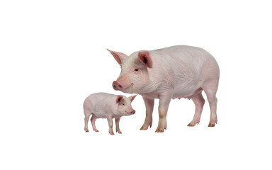 Isolated PNG image of pigs, on transparent background. Ideal for educational, agricultural, advertising and graphic design projects related to animal husbandry, breeding and the food sector.