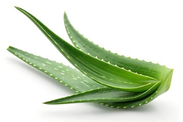 aloe vera leaves