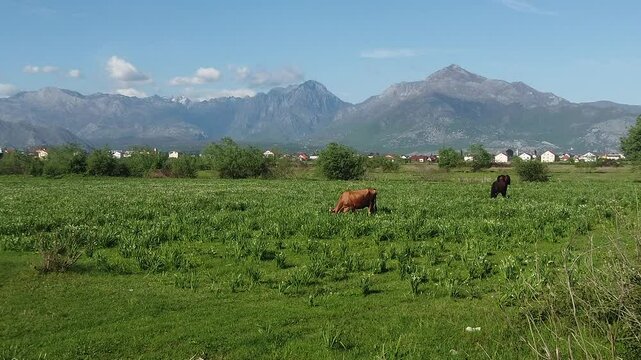 panorama in Shkodra region , Albania