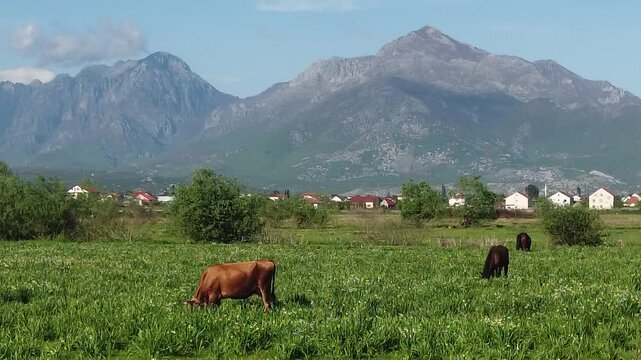 panorama in Shkodra region , Albania