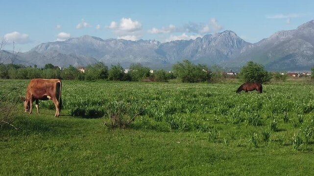 panorama in Shkodra region , Albania