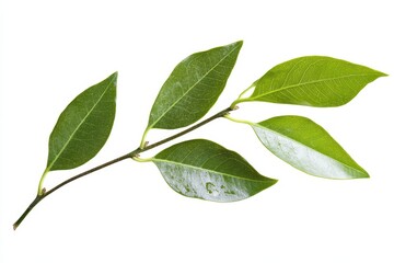 Naklejka premium Elegant Long Green Foliage Isolated on a Crisp White Canvas