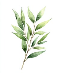 Fototapeta premium Elegant Watercolor Illustration of Isolated Bamboo Leaves: A Beautiful Brush Artwork for Meadow Decoration