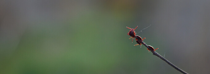 Tick on the grass. Ixodes ricinus, ixodida, dangerous parasite.	