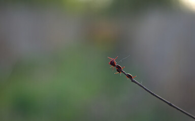 Tick on the grass. Ixodes ricinus, ixodida, dangerous parasite.	