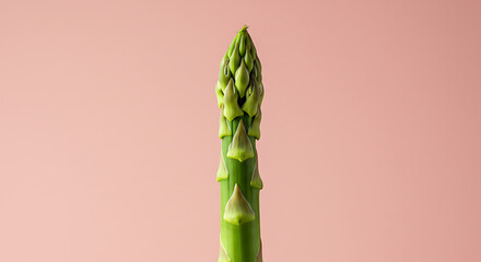 Asparagus spear reaches toward the light