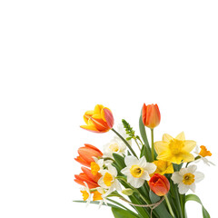 Vibrant Spring Flower Bouquet with Tulips and Daffodils isolated PNG or JPEG Background