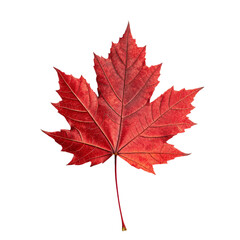 Red Maple Leaf isolated on PNG or JPEG Background