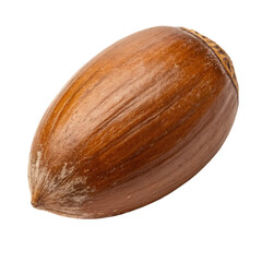Sago palm seed isolated on a transparent background