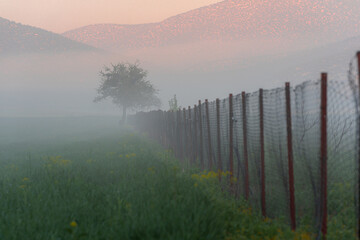 Fototapeta premium Lone green tree in misty field with soft mountain background